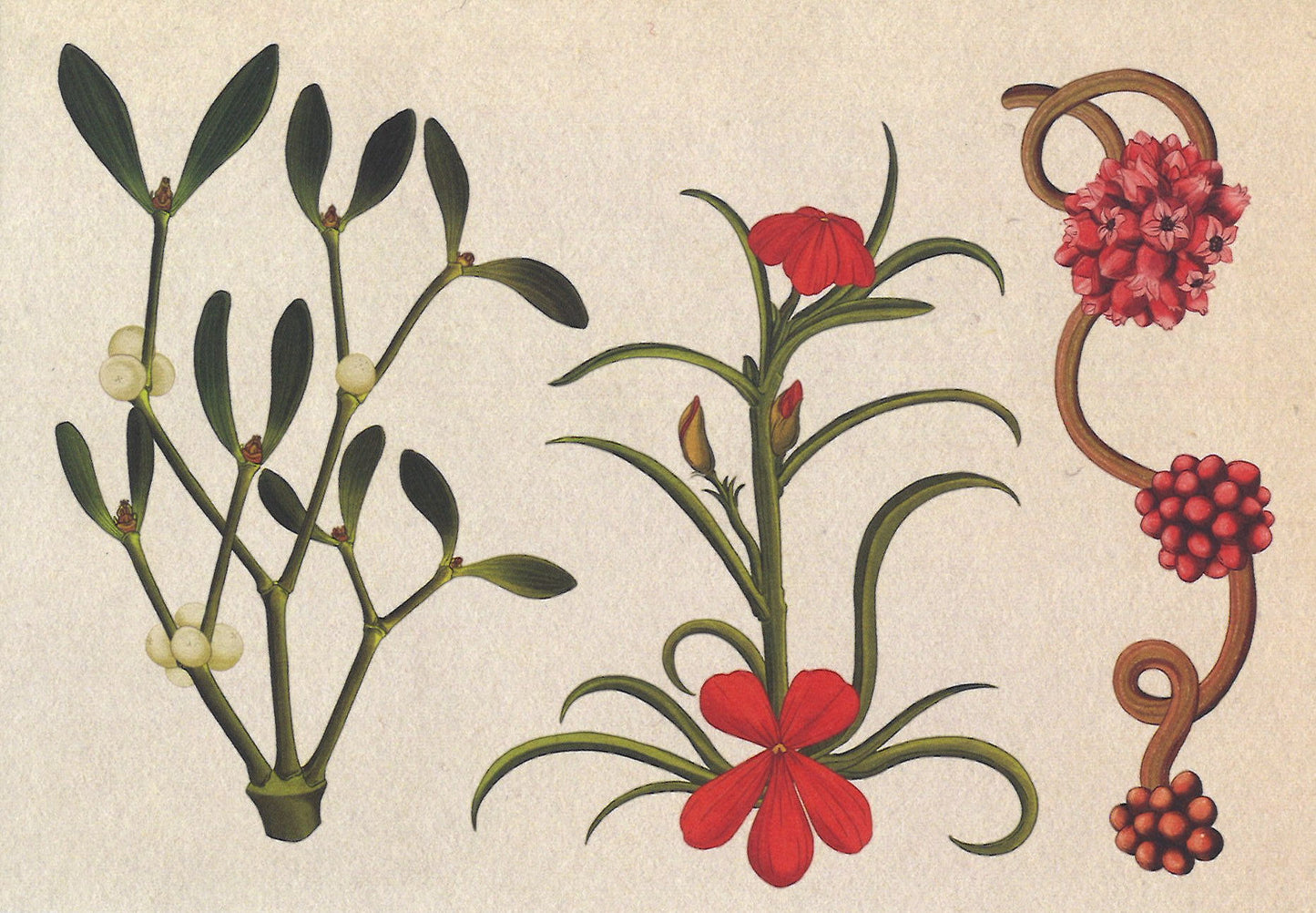 Botanicum Postcards