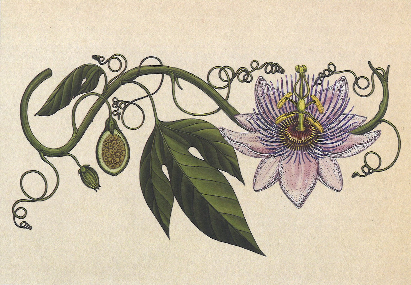 Botanicum Postcards