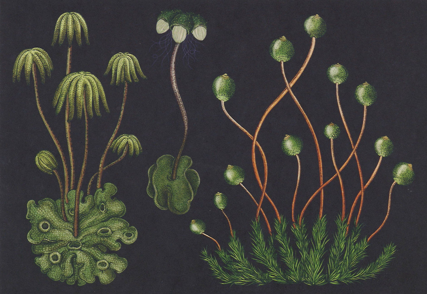 Botanicum Postcards