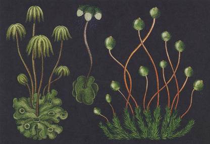 Botanicum Postcards