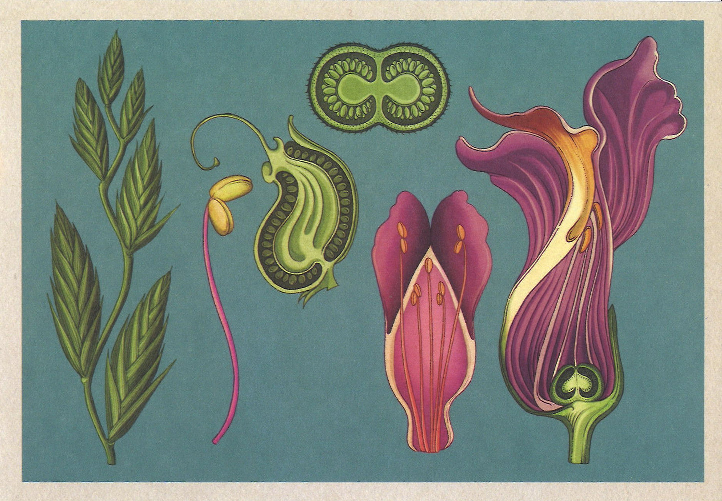 Botanicum Postcards