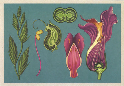 Botanicum Postcards