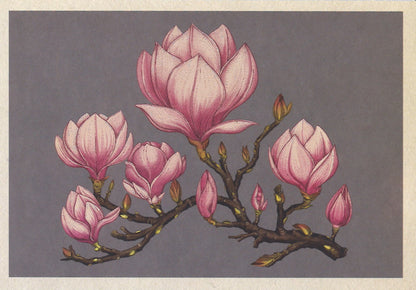 Botanicum Postcards