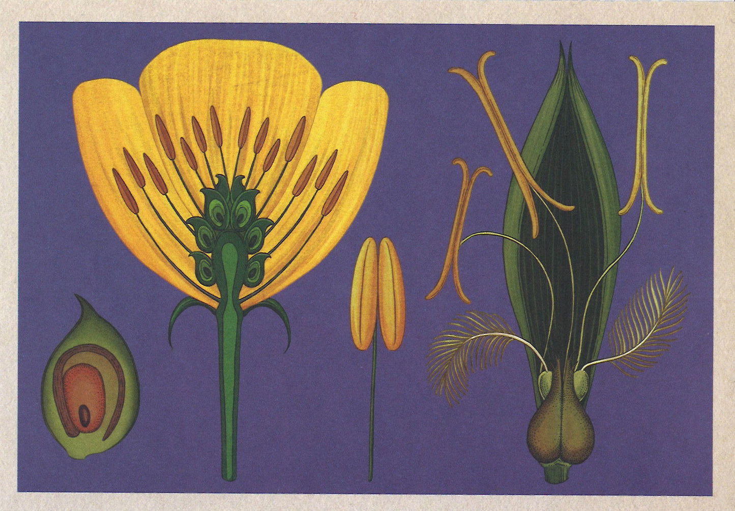 Botanicum Postcards