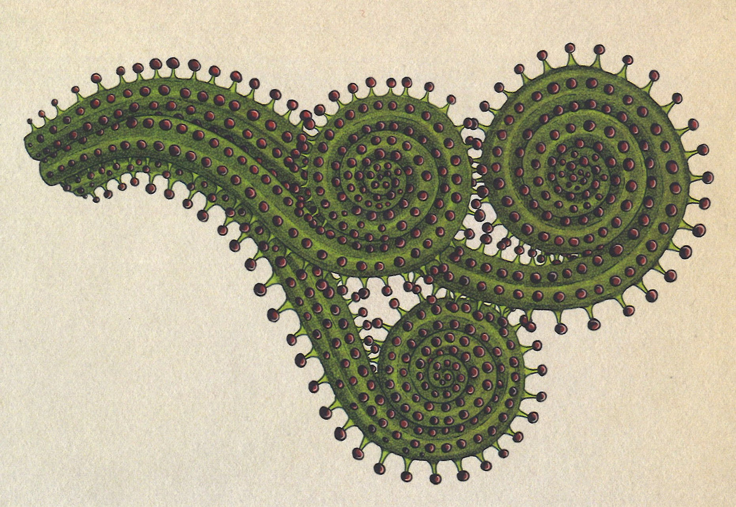 Botanicum Postcards