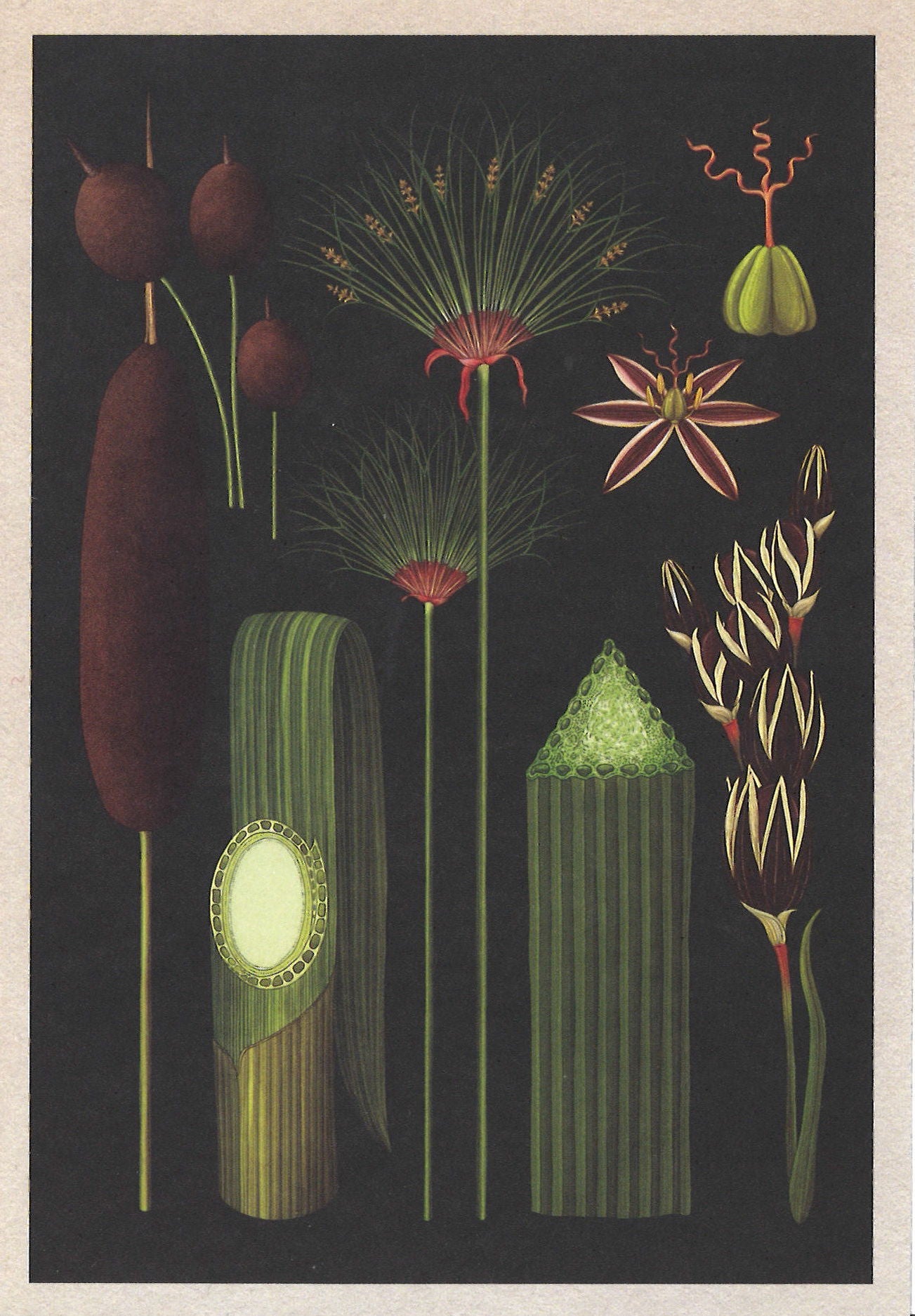 Botanicum Postcards