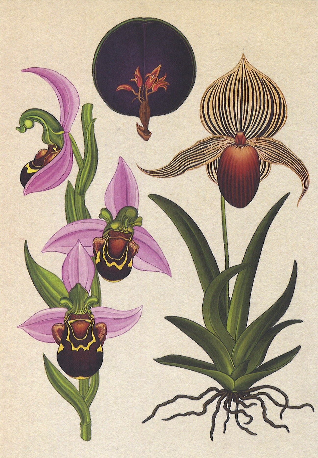 Botanicum Postcards