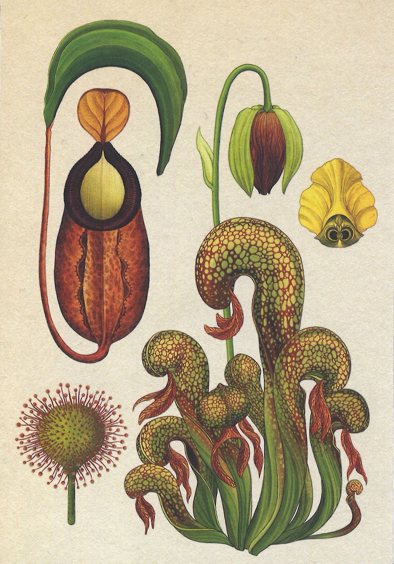 Botanicum Postcards