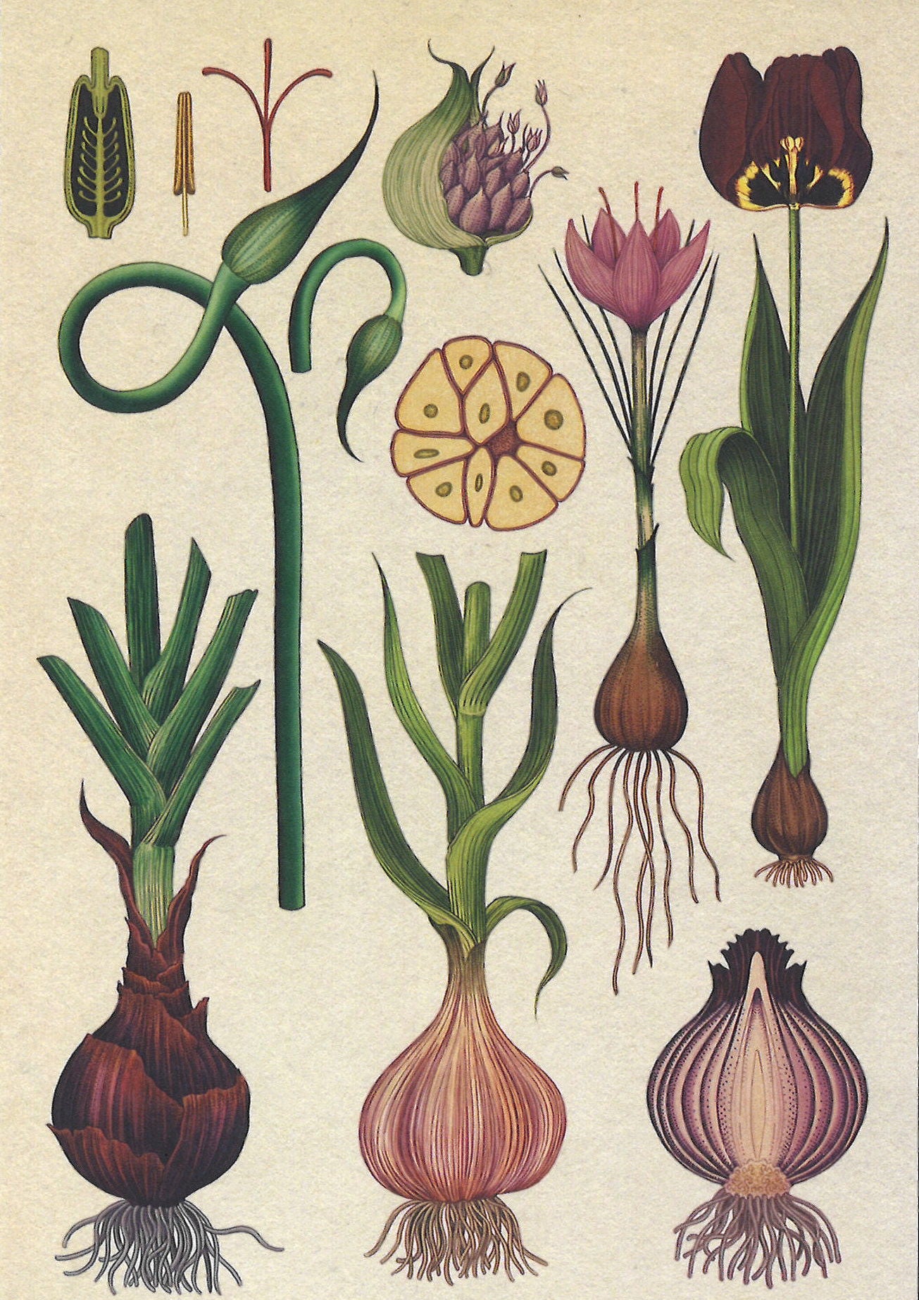 Botanicum Postcards