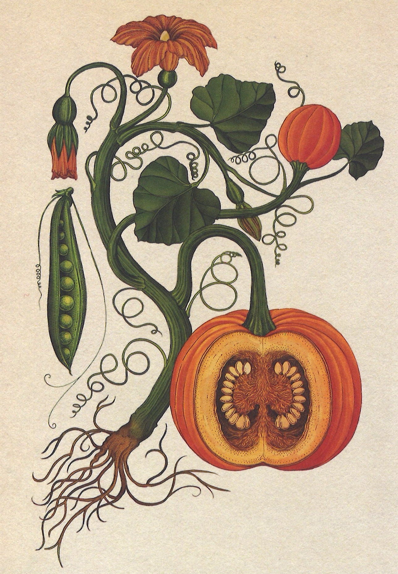 Botanicum Postcards