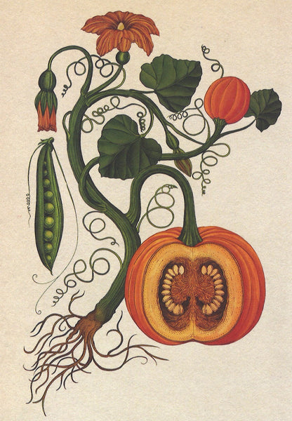 Botanicum Postcards