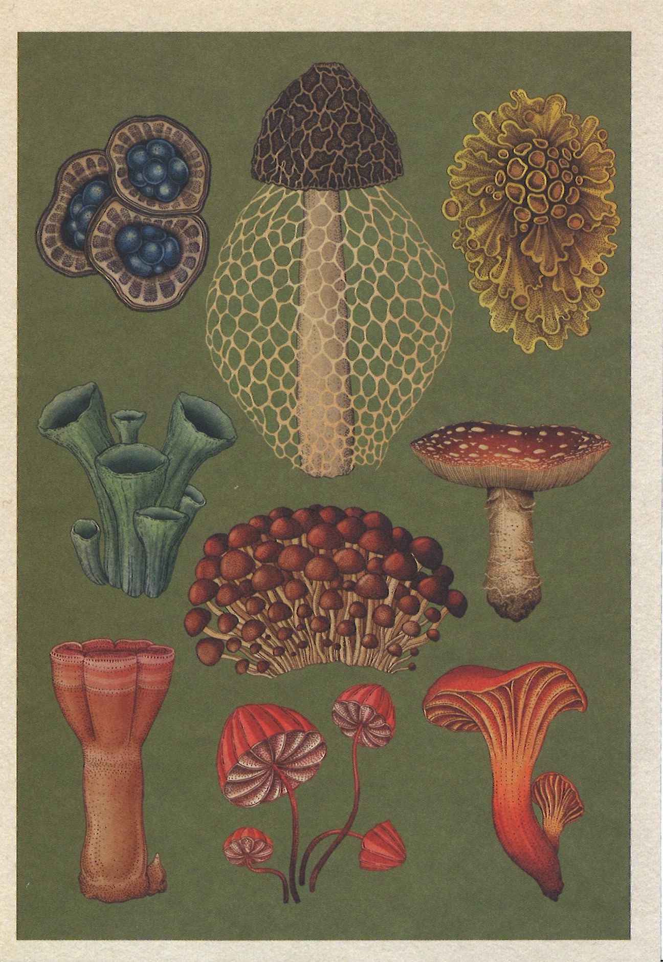 Botanicum Postcards