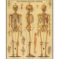 Skeletal System: 1,000-Piece Puzzle