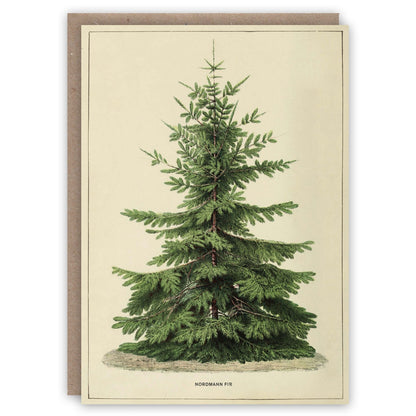 Nordmann Fir Holiday Card Set