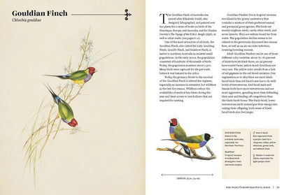 Bird Guidebook and Matching Game