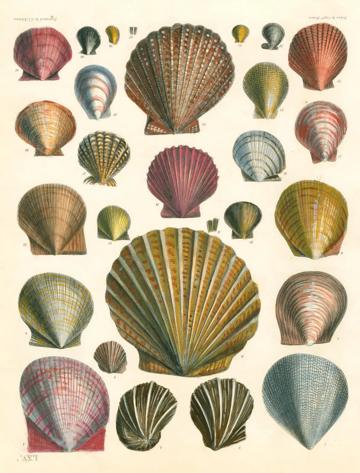 John Derian Wrapping Paper Books