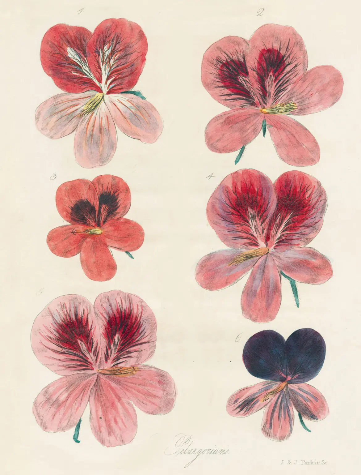 John Derian Wrapping Paper Books
