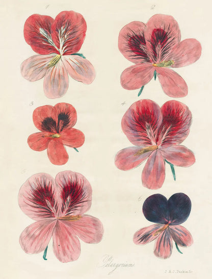 John Derian Wrapping Paper Books