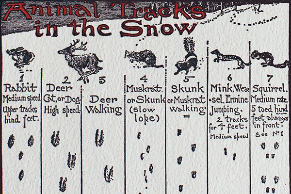 Animal Tracks in the Snow Holiday Cards