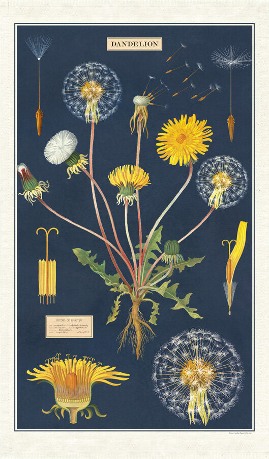 Vintage Dandelion Tea Towel