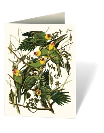 Audubon's Birds of America Boxed Notecards
