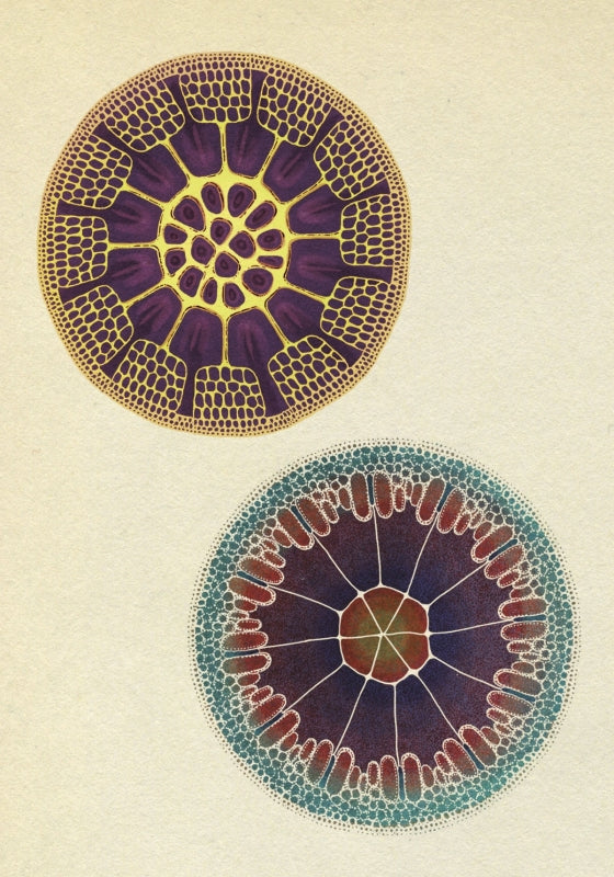 Botanicum Postcards