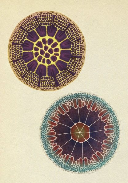 Botanicum Postcards