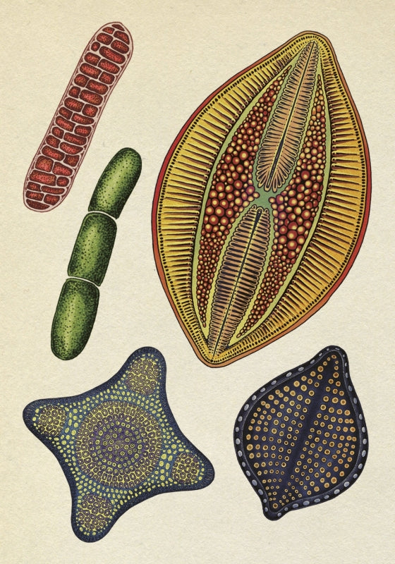 Botanicum Postcards