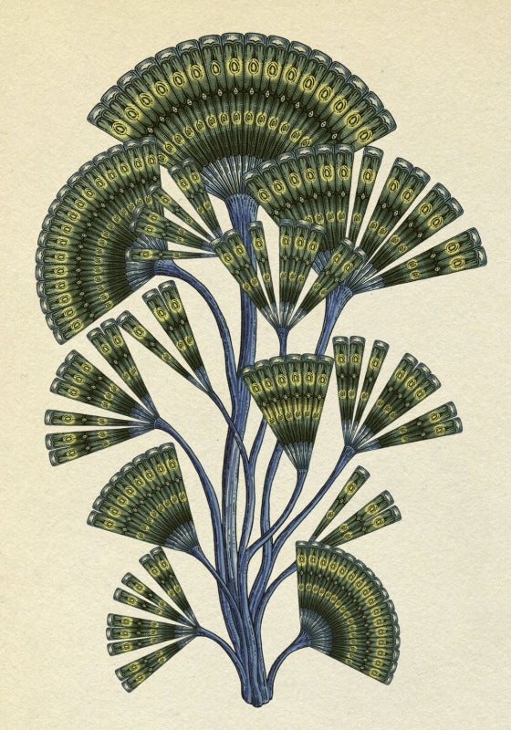 Botanicum Postcards