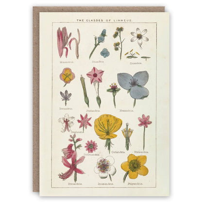The Floral Greeting Card Collection