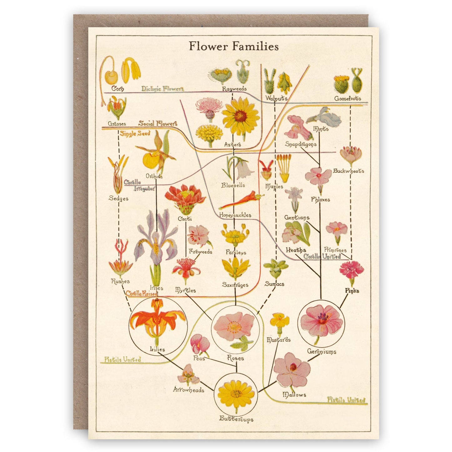 The Floral Greeting Card Collection