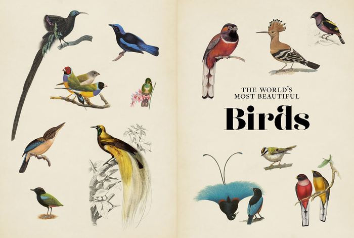 Bird Guidebook and Matching Game