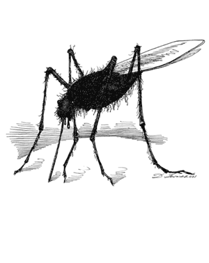 Mosquito